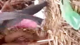 ধর্ষণ খালাতো বোনকে চ ...
