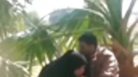 ট্রান্স স্টার বড় বো ...