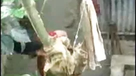 হার্ডকোর, মামাত বোনক ...