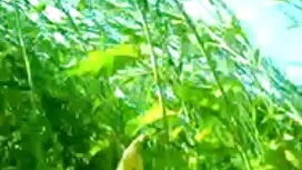 মেয়ে ছোট বোনকে চুদা ...
