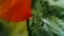 নকল ভাই বোনের চুদা চ ...