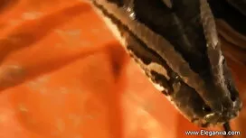 কালো দৃঢ়তাহীন, দৃশ্ ...